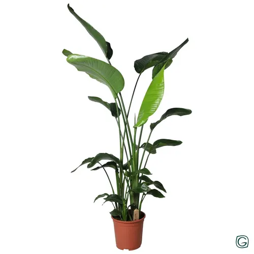 Strelitzia Nicolai P27 črepník 27 cm