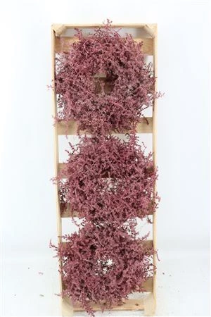 Wr Asparagus Wax Red 30cm 30 cm