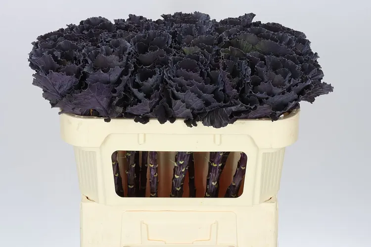 Brassica Black Leaf 70 cm