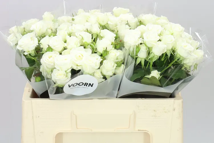 Rosa Tr Wedding Party 50 cm