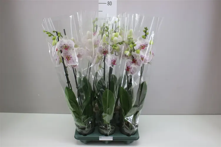 Orchidea Phalaenopsis Goya, 2 výhony črepník 12 cm