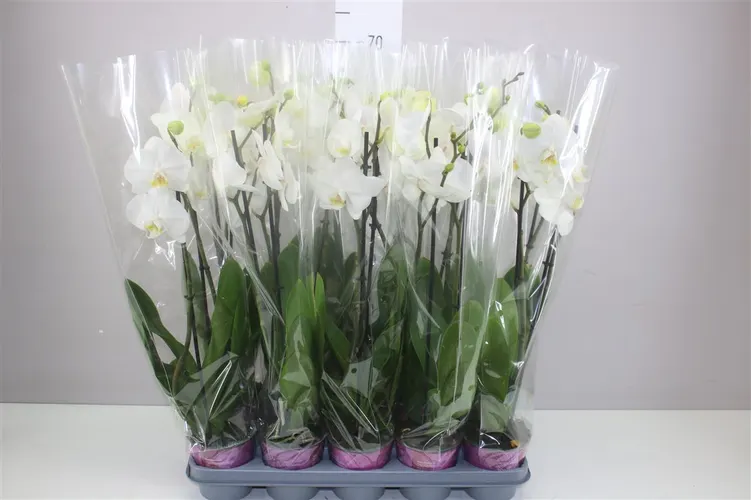 Phal Wit 2 Tak Basic črepník 12 cm