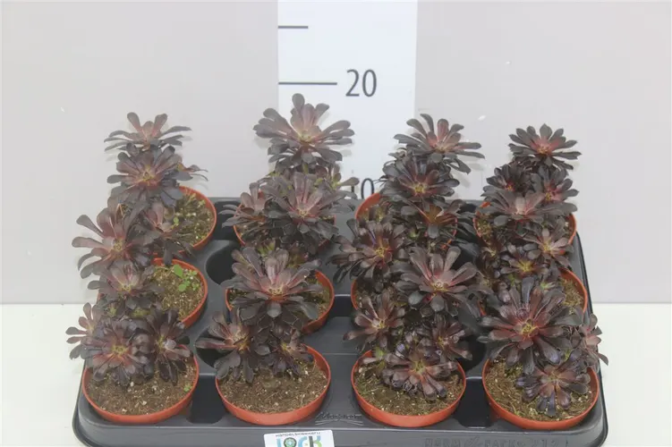 Aeonium Arboreum črepník 8,5 cm