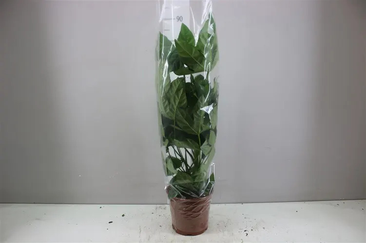 Fatsia Japonica črepník 21 cm