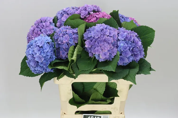Hortenzia Majestic Lilac 60 cm
