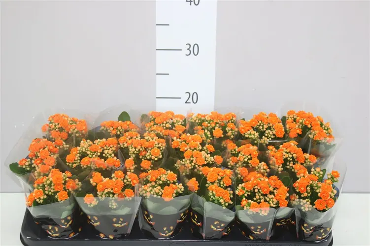 Kalanchoe Calandiva Oranje črepník 8 cm