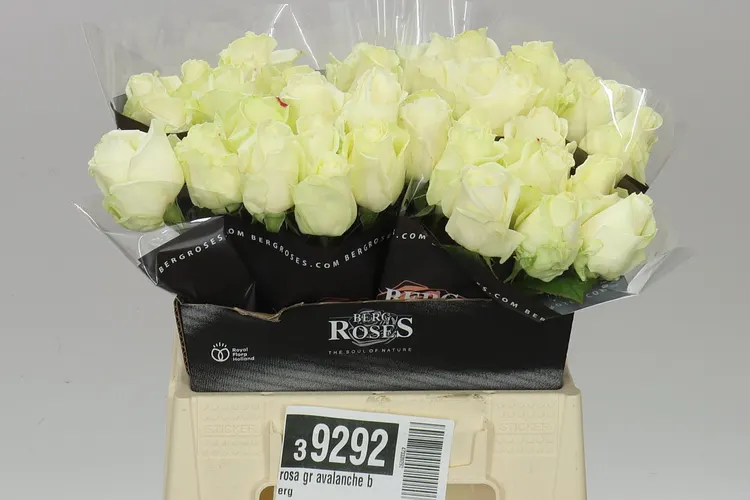 Rosa Gr Avalanche Berg 40 cm