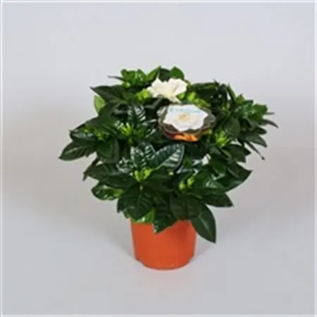 Gardenia črepník 13 cm