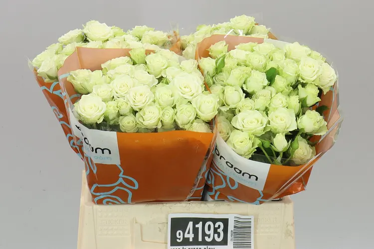 Rosa Tr Green Glow 40 cm