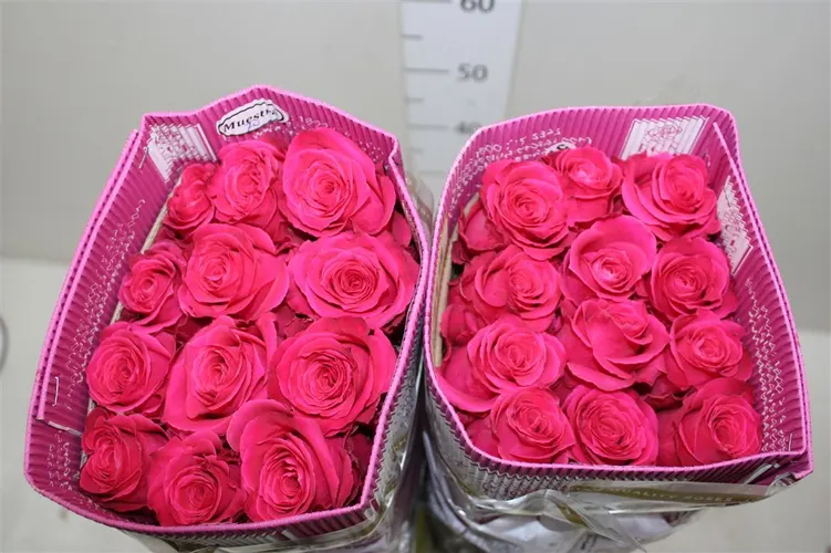 Rosa Gr Ec Full Monty 50 cm