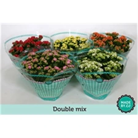 Kalanchoe Calandiva mix črepník 23 cm