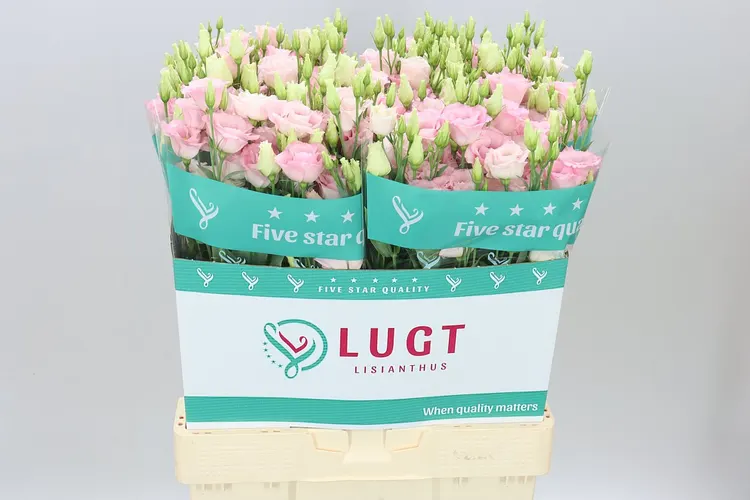 Eust Du Cotton Candy 70 cm