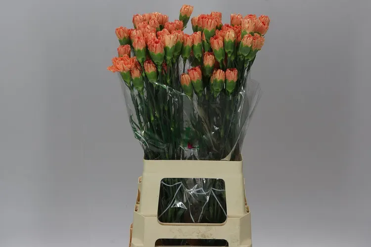Karafiát Orange 70 cm