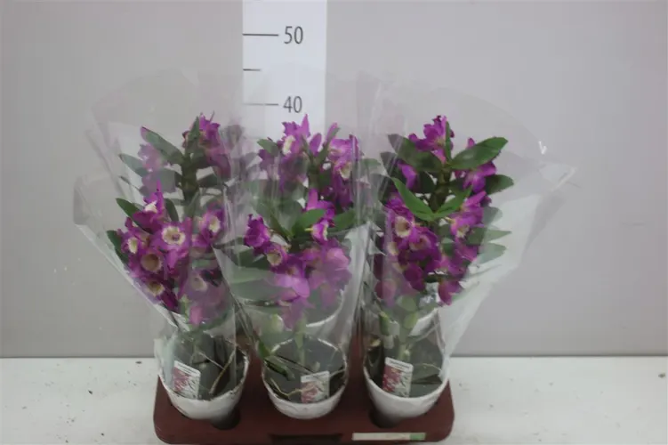 Orchidea Dendrobium Nobilee Lila 4+, 1 výhon črepník 12 cm