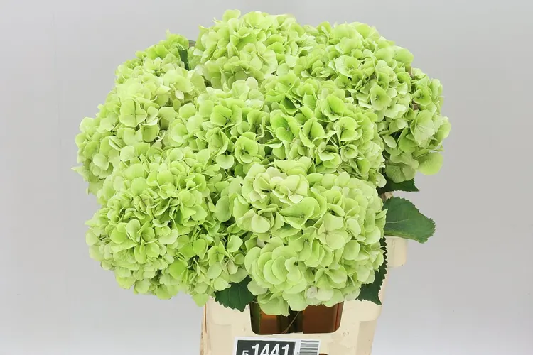 Hyd Verena Green Classic 60 cm