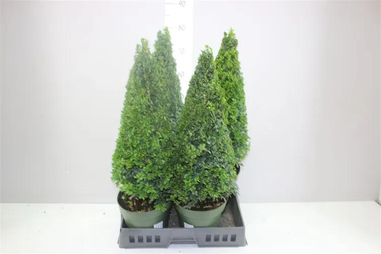 Buxus Semp Piramide črepník 21 cm