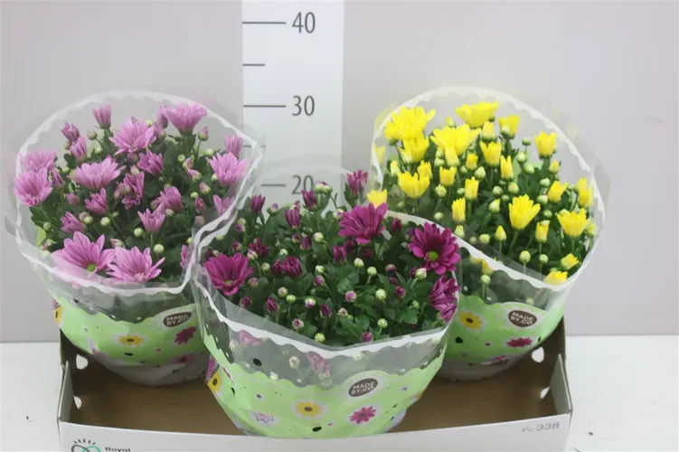 Chryzantéma črepníková mix v miske črepník 23 cm
