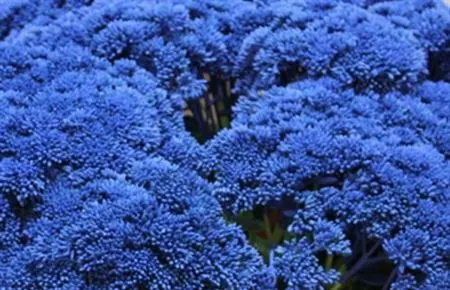 Sedum Painted Blue 55 cm