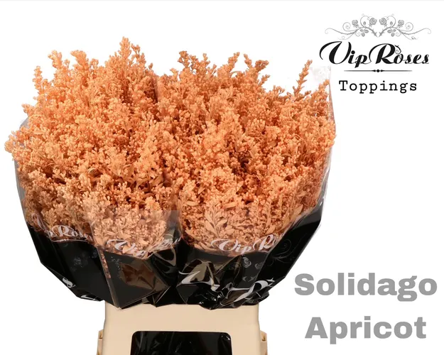 Solidago Apricot 70 cm