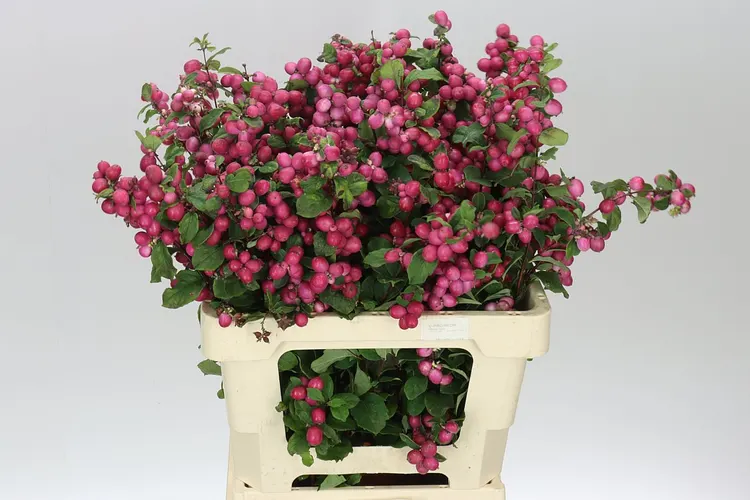 Symph Ruby Giant 60 cm