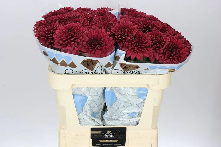 Chr G Lamira Red 70 cm