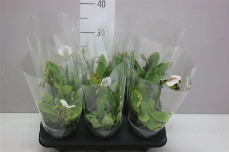 Paphiopedilum Overig 2 Tak črepník 12 cm