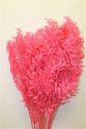 Ruscus Pink 65 cm
