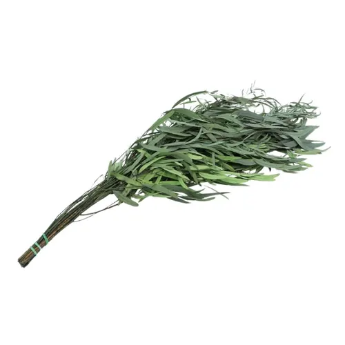 Stabilizovaný eukalyptus nicoli 65 cm, zelený, 150 g