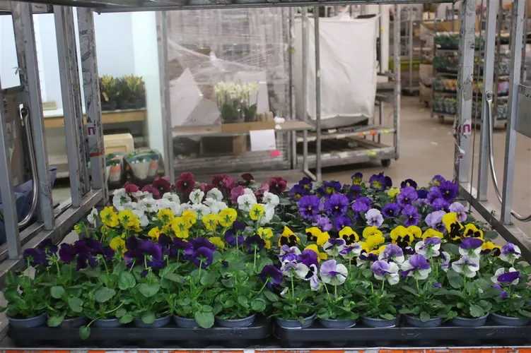Viola De F1 Mixtrolley črepník 9 cm