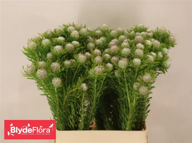 Kaaps Jade Pearl Spray 60 cm