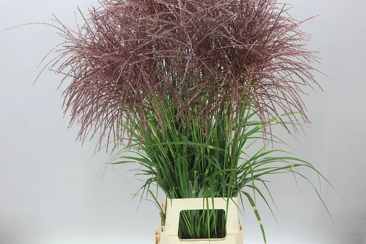 Miscanthus Red 105 cm