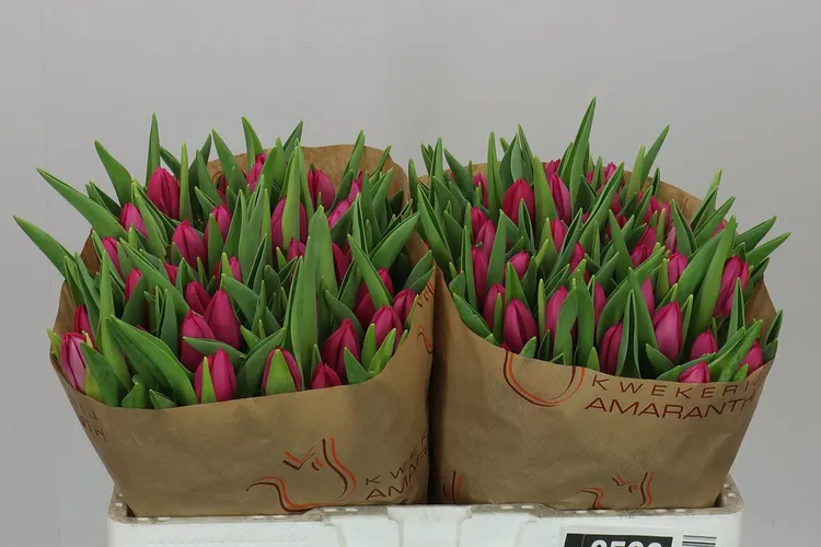 Tulipa En Pink Ardour 38 cm