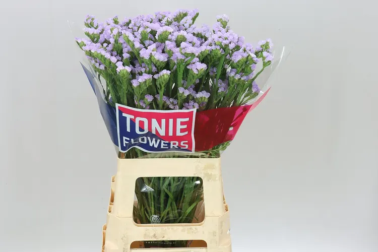 Limónium S Tonie Lavender 70 cm