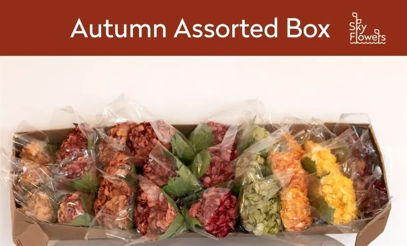 Hyd . Mixed Autumn Air. Box Ex 65 cm