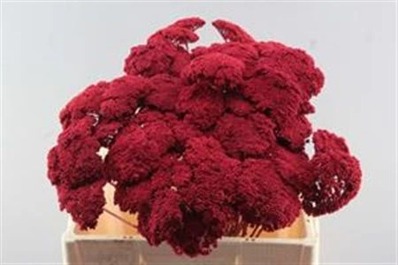 Achillea Red, sušené 60 cm