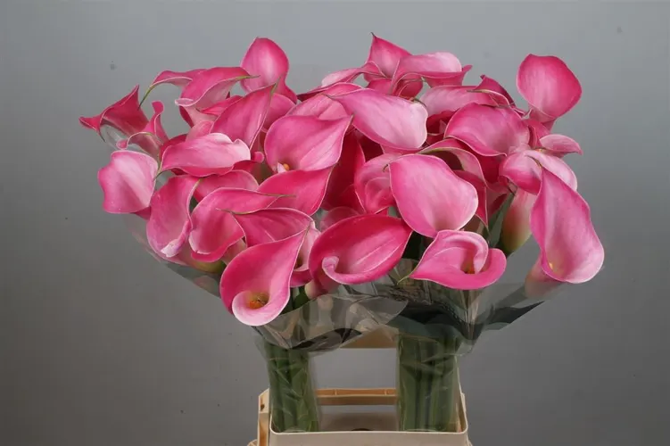 Zant Pink Jewel 80 cm