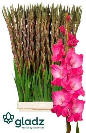 Glad Fairytale Pink 130 cm