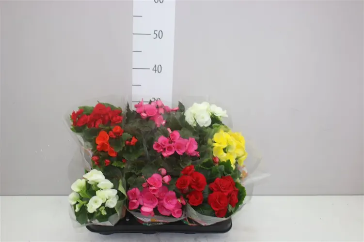 Begónia plnokvetá mix črepník 9 cm