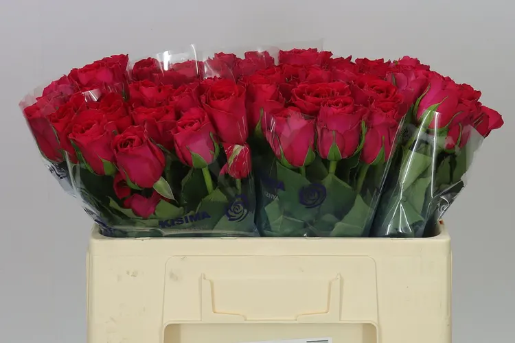 Rosa Gr Madam Cerize 50 cm