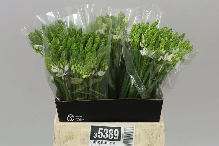 Ornithogalum Thyrsoides 45 cm