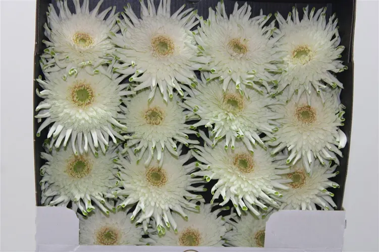 Gerbera Diamond Pasta Blondie 55 cm