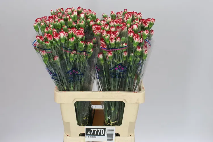 Di Tr Minueto 65 cm