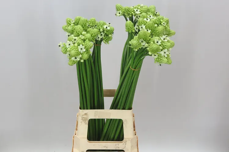 Ornithogalum Saundersiae 80 cm