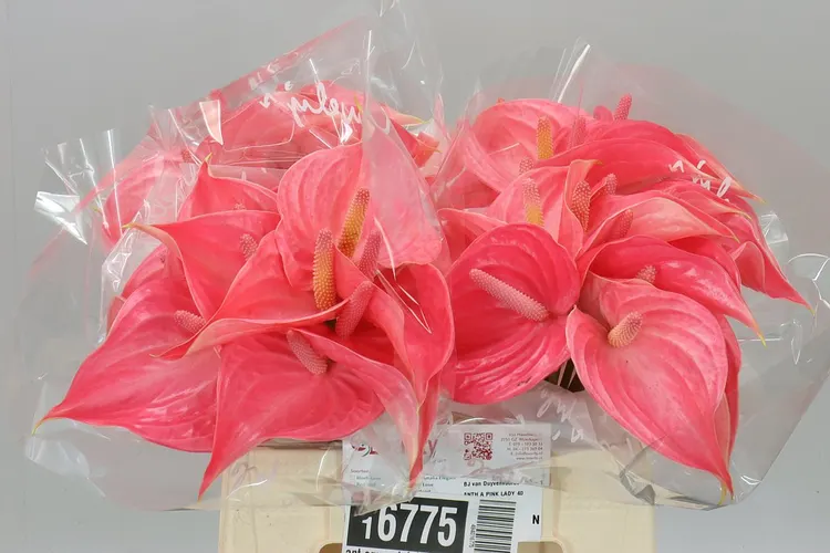 Ant Aqua Pink Lady 40 cm
