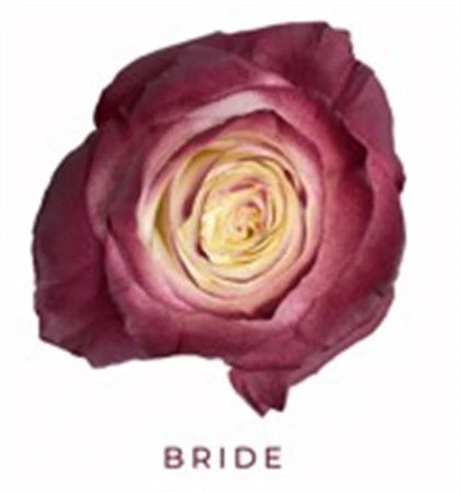 Ruža farbená Bride, Ekvádor 50 cm
