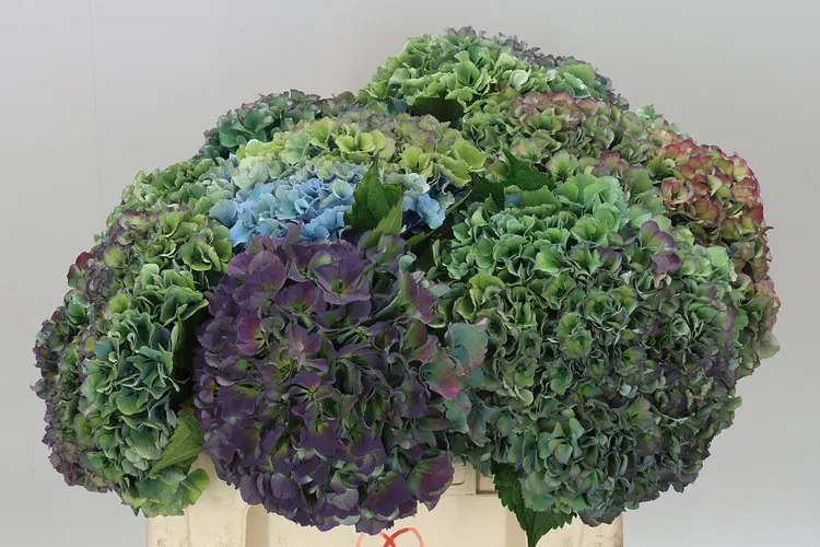 Hortenzia Parade Classic 55 cm