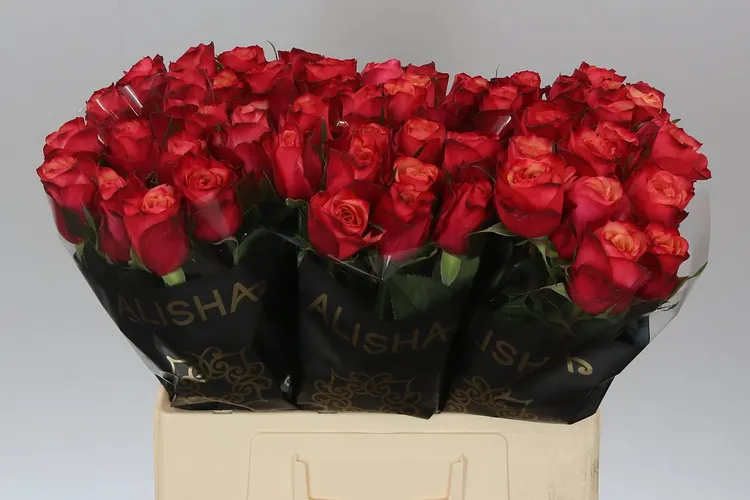 Rosa Gr Bogart 60 cm