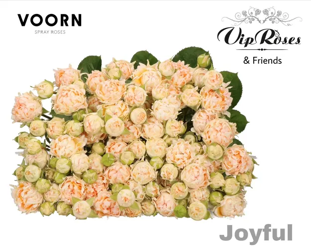R Tr H Joyful 70 cm
