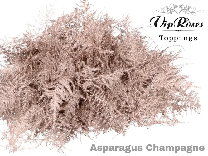 Asp Ov 1e Veren Champagne 45 cm