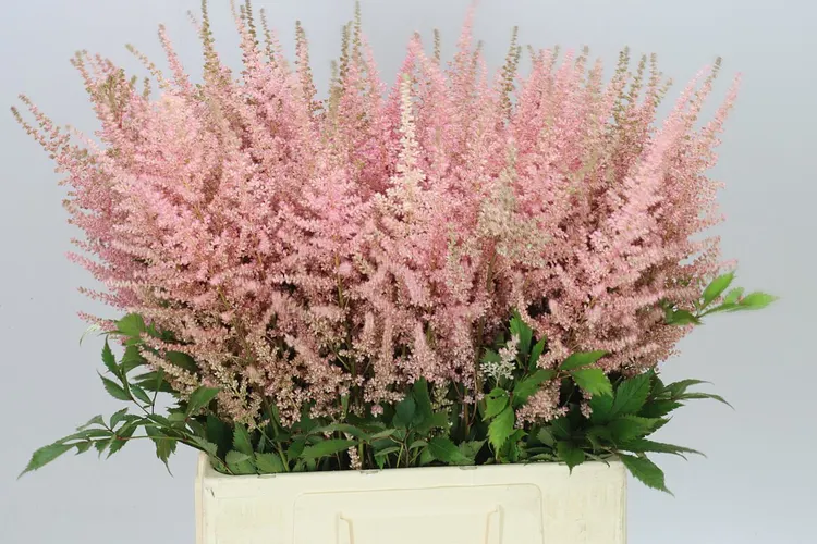 Astilbe Erika 70 cm